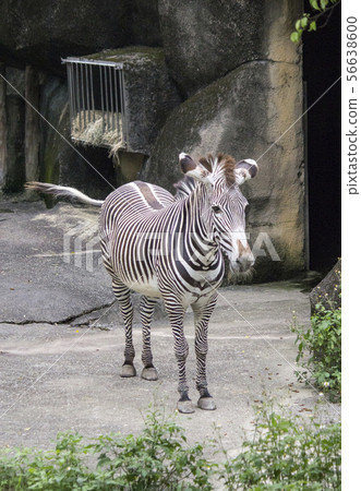 Zebra 56638600