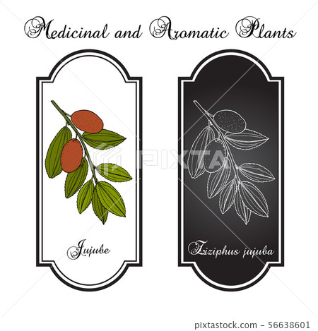 Jujube Ziziphus jujuba , or red date, medicinal plant 56638601