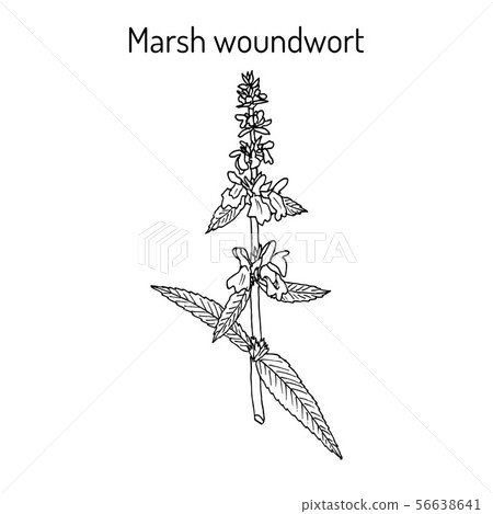 Marsh woundwort Stachys palustris , or hedge-nettle, medicinal plant 56638641
