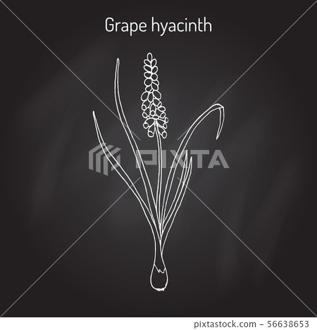Grape hyacinth Muscari neglectum , medicinal plant Grape hyacinth Muscari neglectum , medicinal plant 56638653