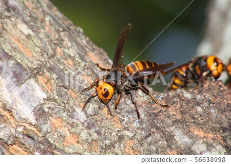 大虎頭蜂 大虎頭蜂 56638998