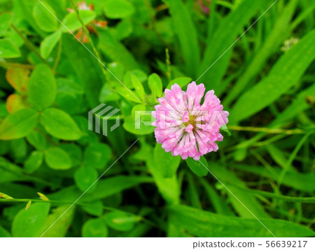 Red-tiled red clover blooming in the field 56639217