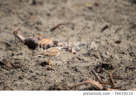 可愛的小鳥^^ 56639219