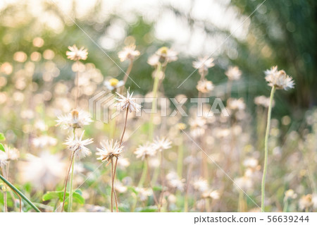 dry grass flowers 56639244