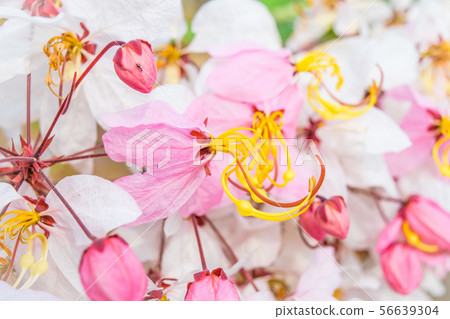 Cassia bakeriana Craib, Cassia bakeriana Craib, 56639304