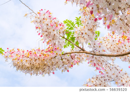 Cassia bakeriana Craib, Cassia bakeriana Craib, 56639320