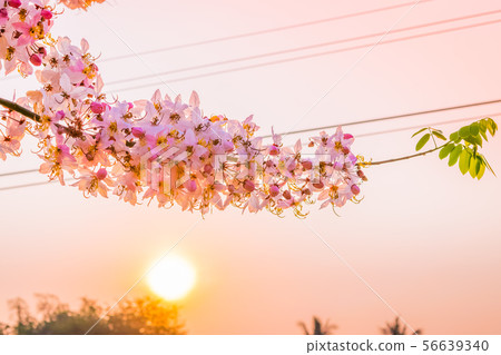 Cassia bakeriana Craib, Cassia bakeriana Craib, 56639340