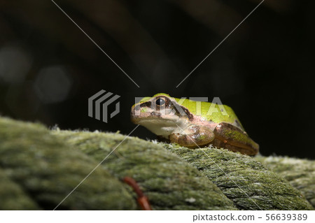 樹蛙走鋼絲 樹蛙走鋼絲 56639389