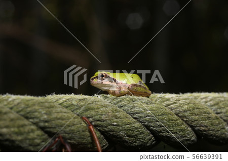 Tree Frog Tightrope Tree Frog Tightrope 56639391
