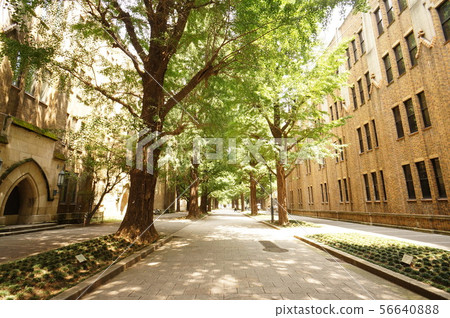 Row of trees on campus Row of trees on campus 56640888