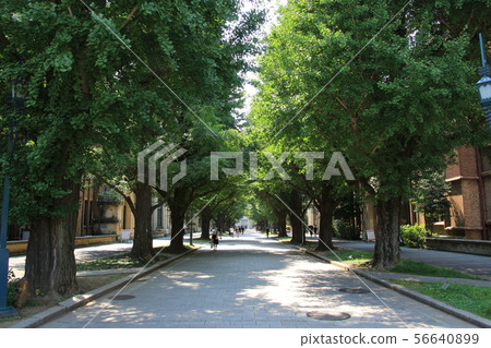 Ginkgo row of trees at the University of Tokyo Hongo Campus Ginkgo row of trees at the University of Tokyo Hongo Campus 56640899