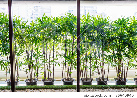 Plant in terrace 56640949