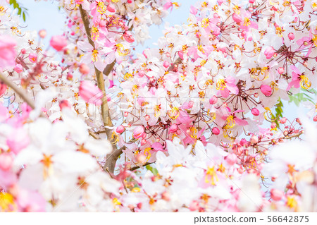 Cassia bakeriana Craib, 56642875