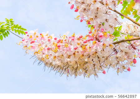 Cassia bakeriana Craib, 56642897