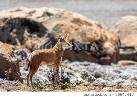 ethiopian wolf, Canis simensis, Ethiopia 56643416