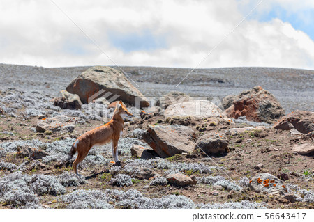 ethiopian wolf, Canis simensis, Ethiopia 56643417