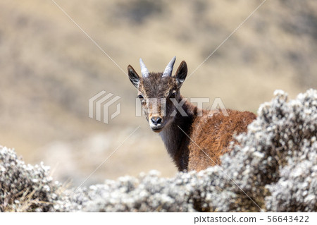 rare Walia ibex in Simien Mountains Ethiopia rare Walia ibex in Simien Mountains Ethiopia 56643422