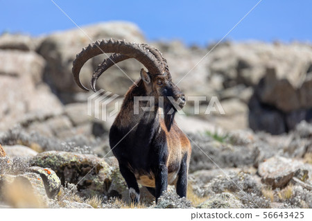 rare Walia ibex in Simien Mountains Ethiopia 56643425