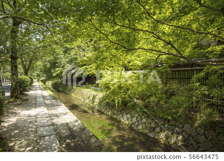 Kyoto Philosophy Road, Kyoto's popular spot, Kyoto Higashiyama promenade Kyoto Philosophy Road, Kyoto's popular spot, Kyoto Higashiyama promenade 56643475
