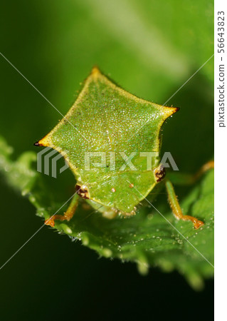 Close-up view from front of green Caucasian cicada 56643823