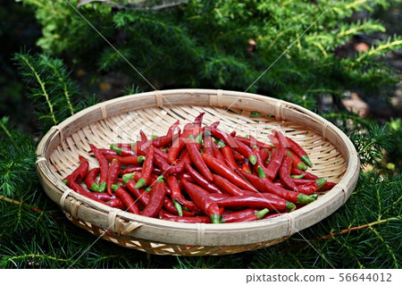  Red peppers 56644012