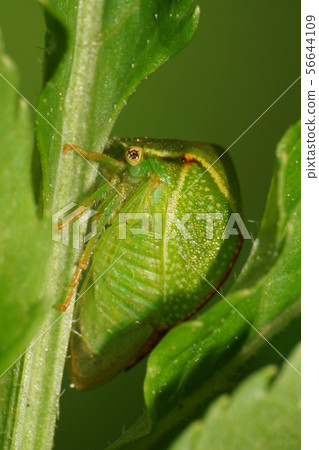 Close-up of a green Caucasian cicada horned  56644109