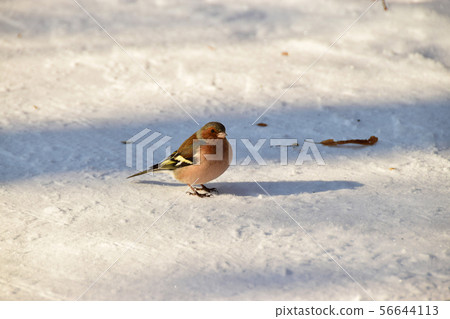Winter Caucasian multicolored and colorful finch 56644113