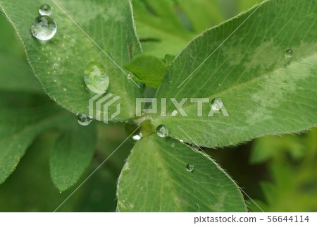 Macro ternary leaf clover  56644114