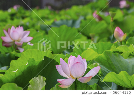 Lotus flower 56644150