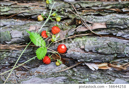 Sprigs of ripe wild strawberry Sprigs of ripe wild strawberry 56644258