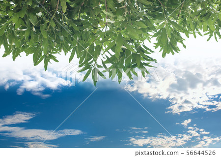 green leaves and sun on blue sky. green leaves and sun on blue sky. 56644526
