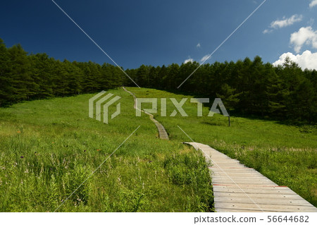夏天沼澤地和木道路 夏天沼澤地和木道路 56644682