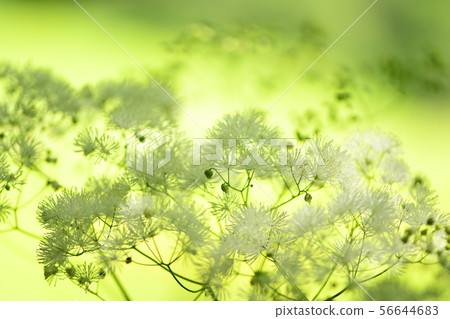 落葉松花 落葉松花 56644683
