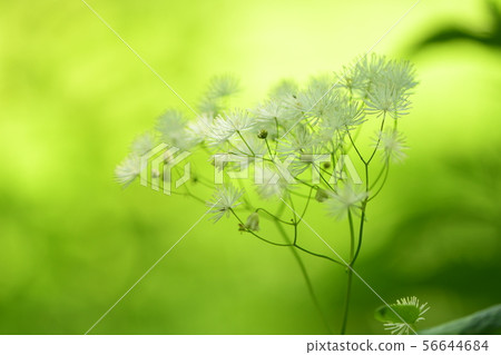 落葉松花 落葉松花 56644684