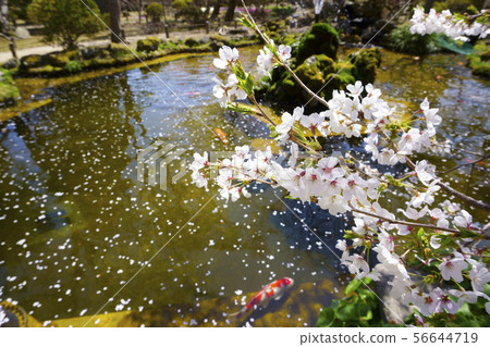 Carp swimming with leaf cherry blossoms and petals floating on the water Carp swimming with leaf cherry blossoms and petals floating on the water 56644719