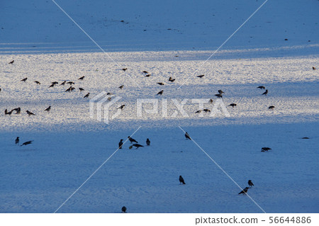 A flock gray crows Corvus cornix on frozen lake A flock gray crows Corvus cornix on frozen lake 56644886