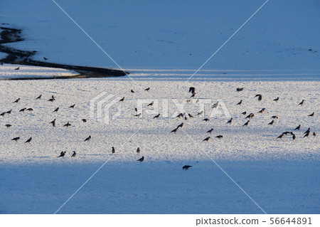 Gray Corvus cornix ravens walking on a frozen lake Gray Corvus cornix ravens walking on a frozen lake 56644891