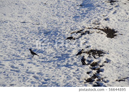 Wild gray crows Corvus cornix walking on a frozen Wild gray crows Corvus cornix walking on a frozen 56644895