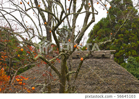 Japanese autumn scenery Japanese autumn scenery 56645103