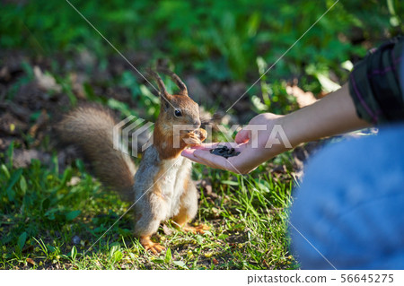 Ginger squirrel takes from hands of human seeds Ginger squirrel takes from hands of human seeds 56645275