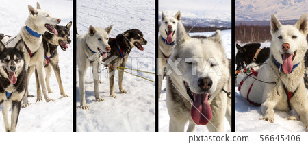 Husky in harness resting on the snow Husky in harness resting on the snow 56645406