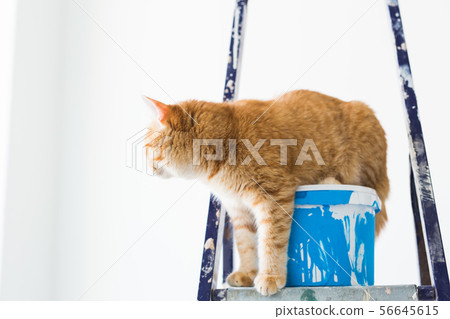 Repair, painting the walls, the cat sits on the stepladder. Funny picture 56645615