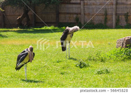 African birds. Stork Marabou in the summertime African birds. Stork Marabou in the summertime 56645828