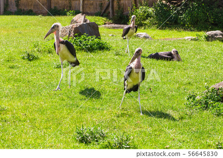 African birds. Stork Marabou in the summertime 56645830