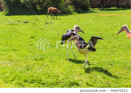 African birds. Stork Marabou in the summertime African birds. Stork Marabou in the summertime 56645832