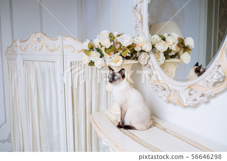 two color cat without tail Mekong Bobtail breed with jewel precious necklace of pearls around neck two color cat without tail Mekong Bobtail breed with jewel precious necklace of pearls around neck 56646298