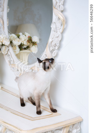 two color cat without tail Mekong Bobtail breed with jewel precious necklace of pearls around neck 56646299