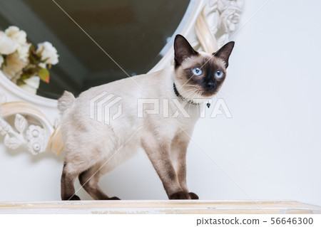 two color cat without tail Mekong Bobtail breed with jewel precious necklace of pearls around neck two color cat without tail Mekong Bobtail breed with jewel precious necklace of pearls around neck 56646300