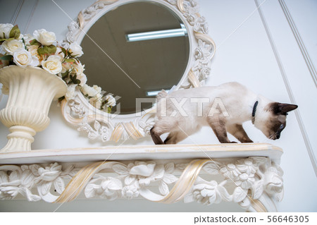 two color cat without tail Mekong Bobtail breed with jewel precious necklace of pearls around neck 56646305