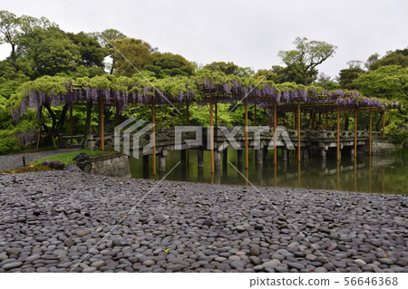 京都Sendong宮南池塘Yatsuhashi和紫藤 京都Sendong宮南池塘Yatsuhashi和紫藤 56646368